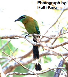 Blue-crowned Motmot